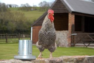 School Farm - Blagdon - 1