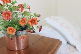 The Carriage House-Bay of Islands - Kerikeri - 9