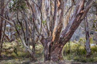 Snowgums 07 - Dinner Plain - 7