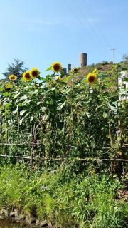 Ferienwohnung Am Elzbach - Monreal - 7