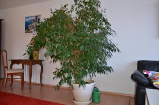 Ferienwohnung Pascale - 6