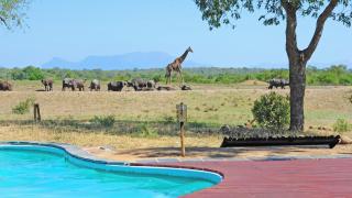 Tangala Safari Camp - Reserva de Caça Thornybush - 1