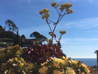 CinqueTerreBlu BougainvilleaP - Monterosso al Mare - 7