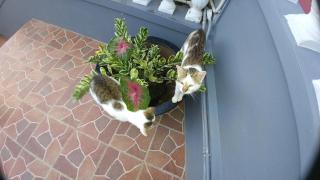 Classique International in Dominica - 4