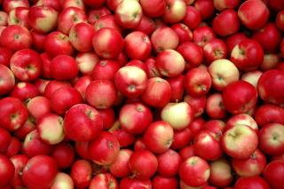 The Rotten Apple Backpackers - 1