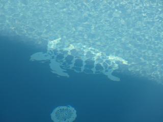 Gite La Tortue Bleue - Bouillante - 5