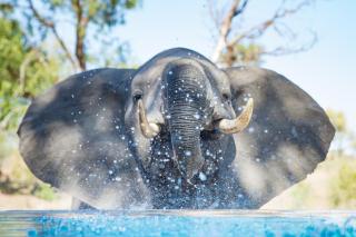 Kambaku River Sands - Timbavati Game Reserve - 1