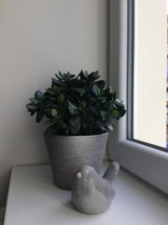 L'écrin de Masevaux - Masevaux - 2