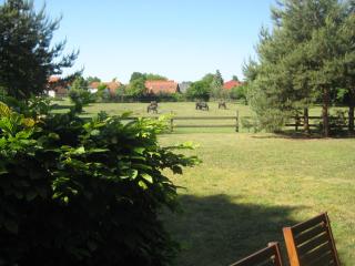 Finnhütte Wittenbecker Tannen - Möwe - Wittenbeck - 8