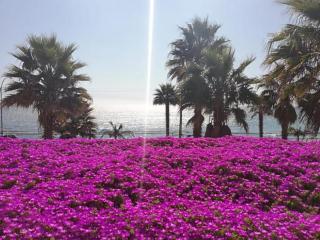 Playa Paraíso Resort - 2