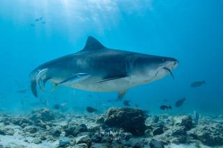 Tiger Shark Residence & Dive - Fuvahmulah - 4