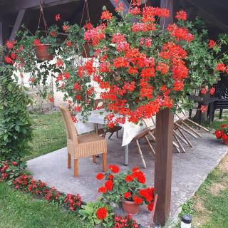 Apartman Kalinka - Gajić - 1