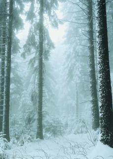 Ferienwohnung Bodehexe 2 - Braunlage - 5