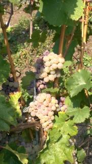 Wein- und Gästehaus Genetsch - Lieser - 9