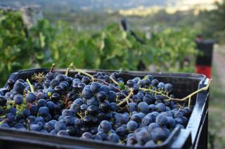 Blueberry Hill Cottages - Franschhoek - 3