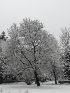 Antique Rose Inn Windham - Windham - 5