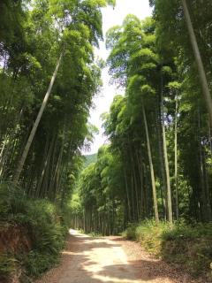 Moganshan Bamboo View Guesthouse - Deqing - 5