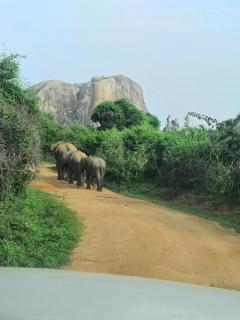Yala Dream Park - Yala - 3