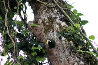 Hotel Bosque Verde Lodge - Monteverde - 4