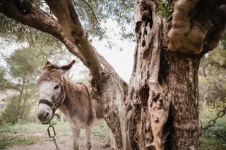 Eco Hotel con encanto Masía la Mota B&B - 3
