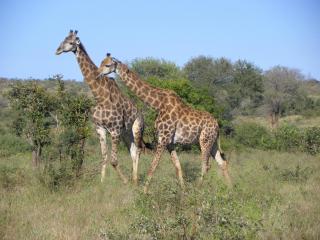 Pestana Kruger Lodge - Malelane - 6