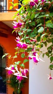Villa Alfonsina - Città del Messico - 5