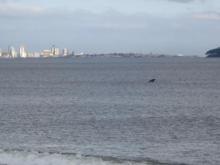 BDA Hotel & Spa - Punta del Este - 7