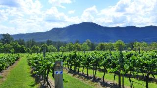 Winmark Wines - Broke - 9