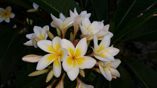 Valleydale cottage - 1