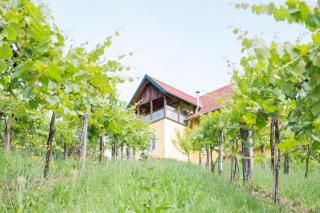 Buschenschank Ofnerpeter - Sankt Stefan ob Stainz - 3