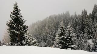 Ripsime Colina Marei - Sinaia - 1