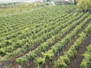 Etna Wine Azienda Agrituristica - Passopisciaro - 2