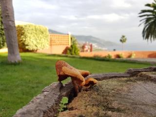 Casa Cruz - Breña Baja - 5