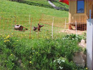 Oberauhof - 6