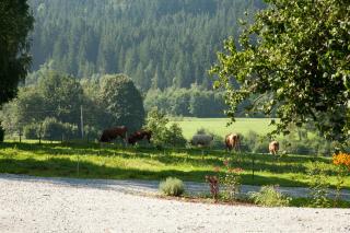 Landhotel Bayerwald - Grafling - 1