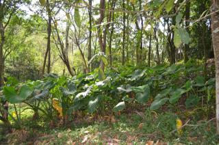 Hotel Campestre La Ribera del Fonce - 1