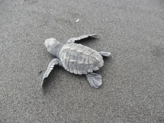 The Humpback Turtle - 1