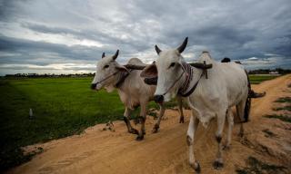 Madam Sokha Homesteading - Siem Reap - 2