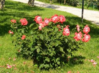 Agriturismo Assisi La Rocca - 6