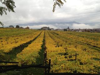 Ansitz Jenner - Appiano sulla Strada del Vino - 9