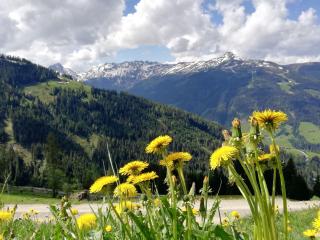 Pension Edelweiss - 1