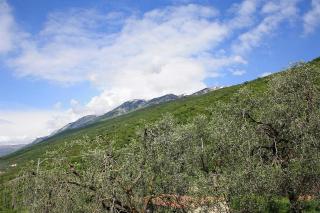 Holiday Mantovani - 6