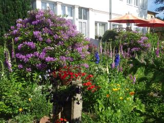 Ferienwohnungen Stranddistel - Apartments von 30 bis 75 qm - Zinnowitz - 1