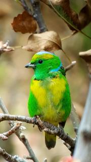 Hotel Mirador de Quetzales - 3