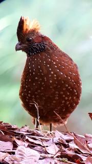 Hotel Mirador de Quetzales - 4