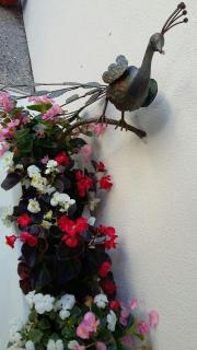 Ulster Lodge Motel - 1