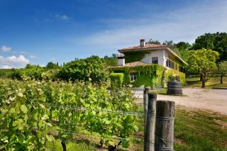 Agriturismo Tra Le Vigne - Buttrio - 3