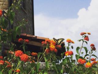 Casa vacanze Il Mandorlo - Perdifumo - 1