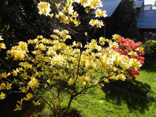 Complejo Turístico Pucón - Pucón - 4