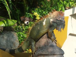 Coyaba Tropical Elegant Adult Guesthouse - Manuel Antonio - 1